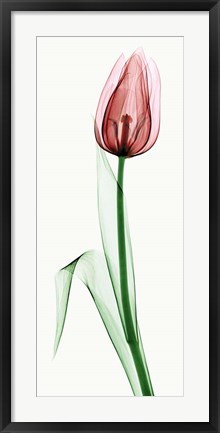 Framed Tulip II Print