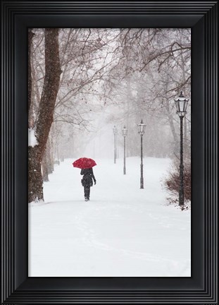 Framed Winter Rose Print