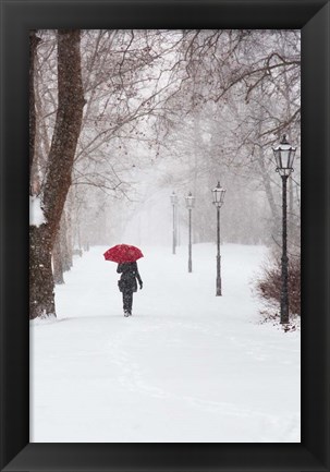 Framed Winter Rose Print