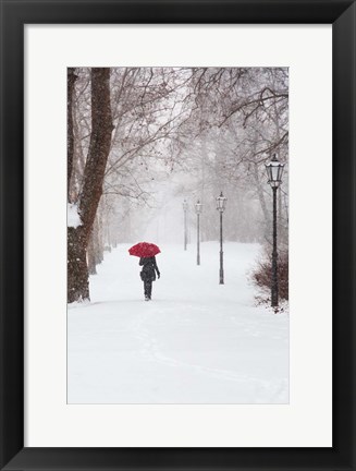 Framed Winter Rose Print