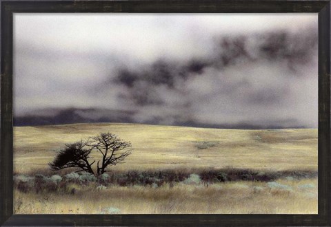 Framed Limantour Marsh Print