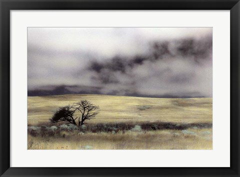 Framed Limantour Marsh Print