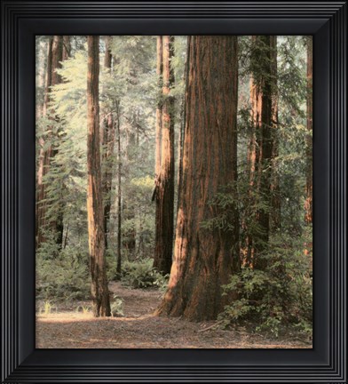 Framed Redwoods 2 Print