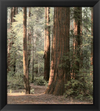 Framed Redwoods 2 Print