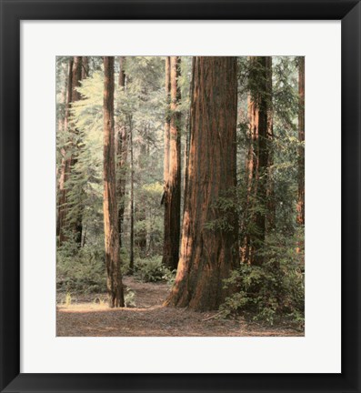 Framed Redwoods 2 Print