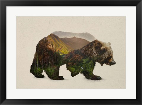 Framed North American Brown Bear Print