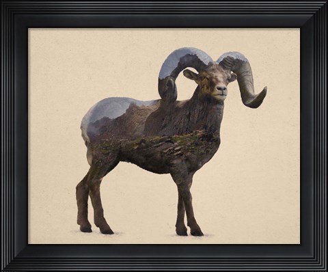 Framed Rocky Mountain Bighorn Print