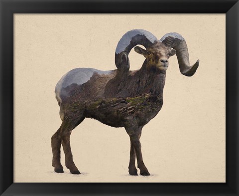 Framed Rocky Mountain Bighorn Print