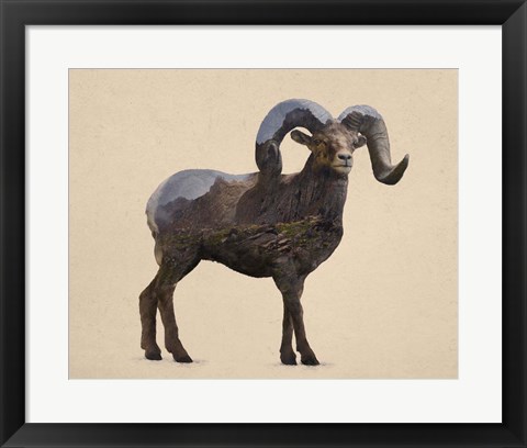 Framed Rocky Mountain Bighorn Print