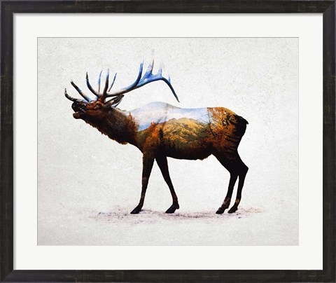 Framed Rocky Mountain Elk Print