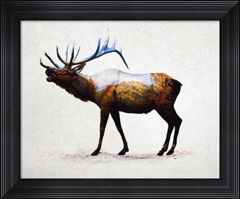Framed Rocky Mountain Elk Print