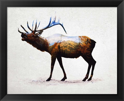 Framed Rocky Mountain Elk Print