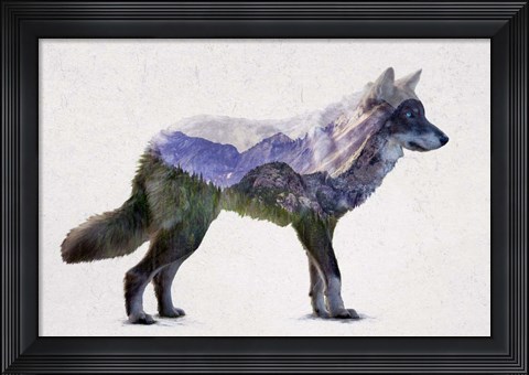 Framed Rocky Mountain Grey Wolf Print