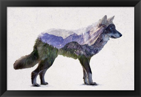 Framed Rocky Mountain Grey Wolf Print