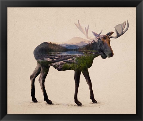 Framed Alaskan Bull Moose Print