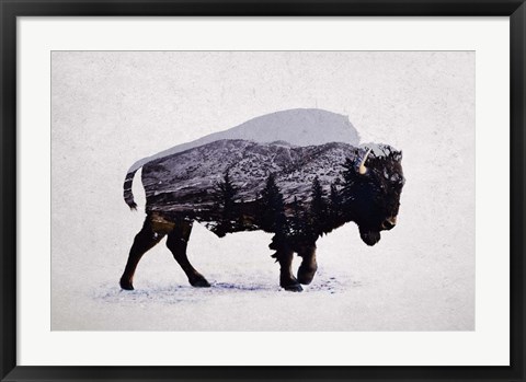 Framed American Bison Print