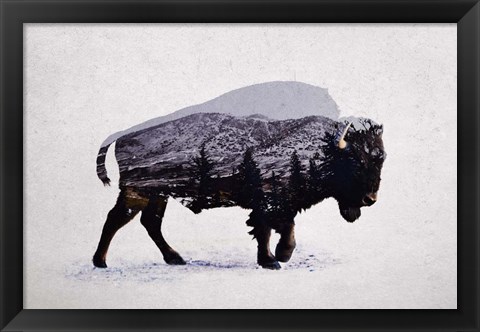 Framed American Bison Print