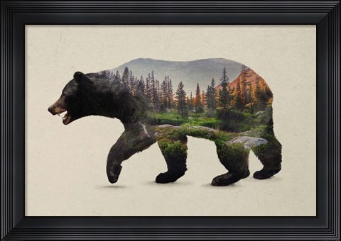 Framed North American Black Bear Print