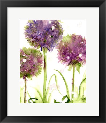 Framed Alliums Print