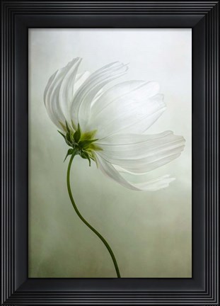 Framed Cosmos Charisma Print