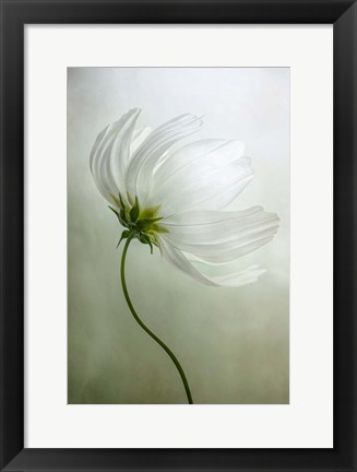 Framed Cosmos Charisma Print