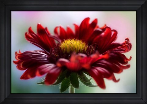 Framed Flame Print