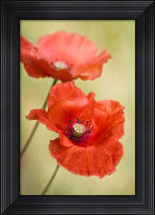 Framed Papaver Passion Print