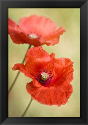 Framed Papaver Passion Print