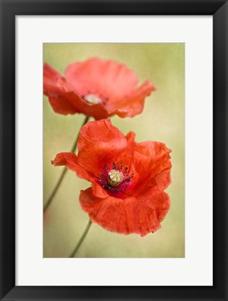 Framed Papaver Passion Print