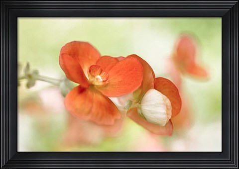 Framed Summer Glow Print