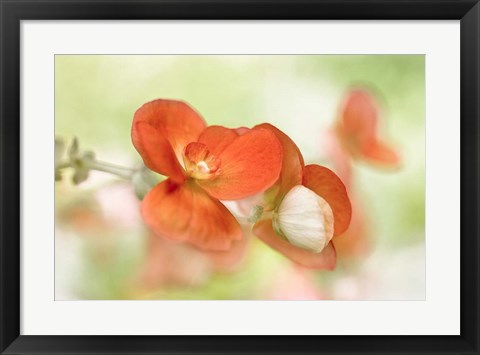 Framed Summer Glow Print