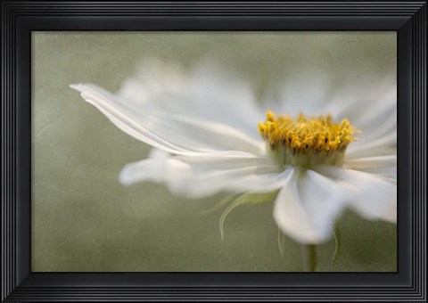 Framed Whisper Print
