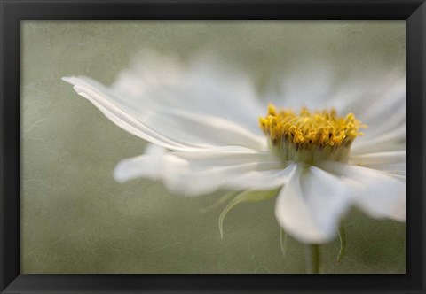 Framed Whisper Print