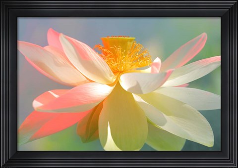 Framed Dancing Queen Print