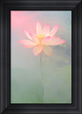 Framed Pink Passion Print