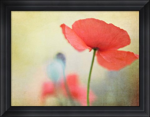 Framed Poppy Print