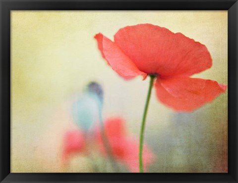 Framed Poppy Print