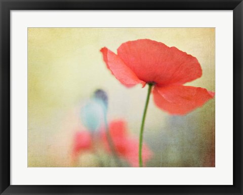 Framed Poppy Print