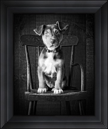 Framed Mutt Black &amp; White Print