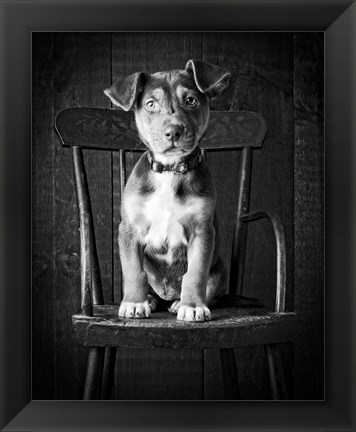 Framed Mutt Black &amp; White Print