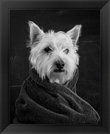 Framed Portrait of a Westy Dog Print