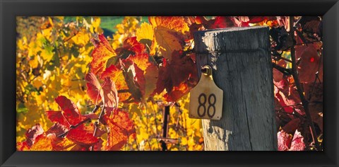 Framed Row 88 Print
