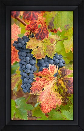Framed Summit Lake Zinfandel Print
