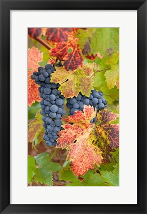 Framed Summit Lake Zinfandel Print