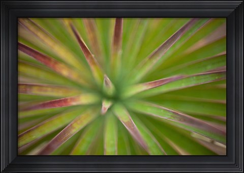 Framed Arizona Monocot Print