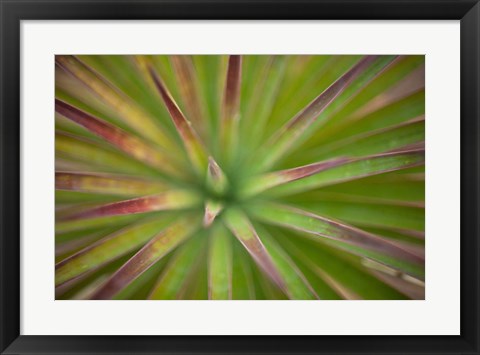 Framed Arizona Monocot Print