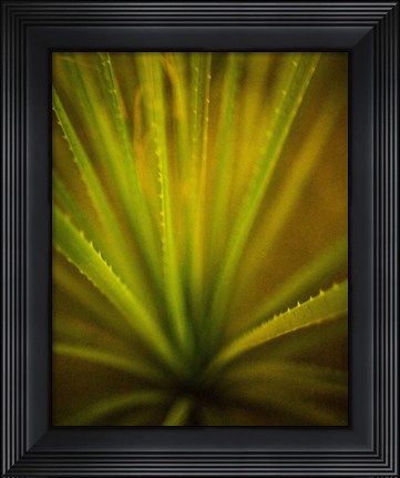 Framed California Monocot Print