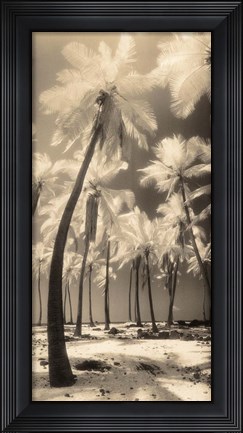 Framed Palm Shadows I Print