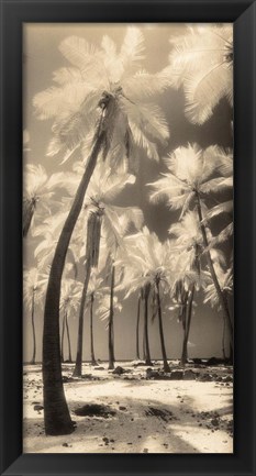 Framed Palm Shadows I Print