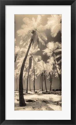 Framed Palm Shadows I Print